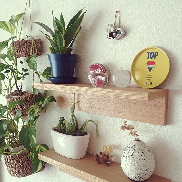 sako_oの-※ポトス ゴールデン（3号）【人気】観葉植物の家具・インテリア写真