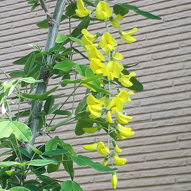 min_nimの-鮮やかな黄色のお花が房状に咲き誇ります！お庭に華やかな存在感を・・・キングサリ　4号　【山野草】の家具・インテリア写真