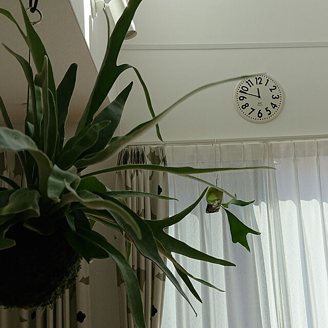 manmaru_2018の-コウモリラン・ビフルカツムを、アンティーク風の板に貼り付けての家具・インテリア写真