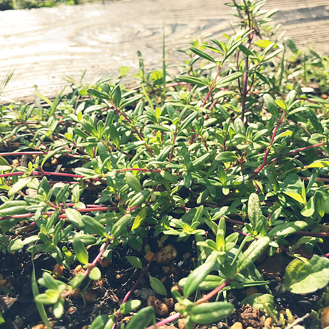 写真付きレビュー ハーブ 苗 クリーピングタイム グランドカバー 常緑 多年草 ハーブ苗 栽培キット 効能 スーパー 種類 料理 育て方 使い方 選び方 ラベンダー 寄せ植え ハーブティ レシピ 鉢植え バジル ローズマリー ミント 花苗 ドライハーブ 野菜 水耕 の通販商品