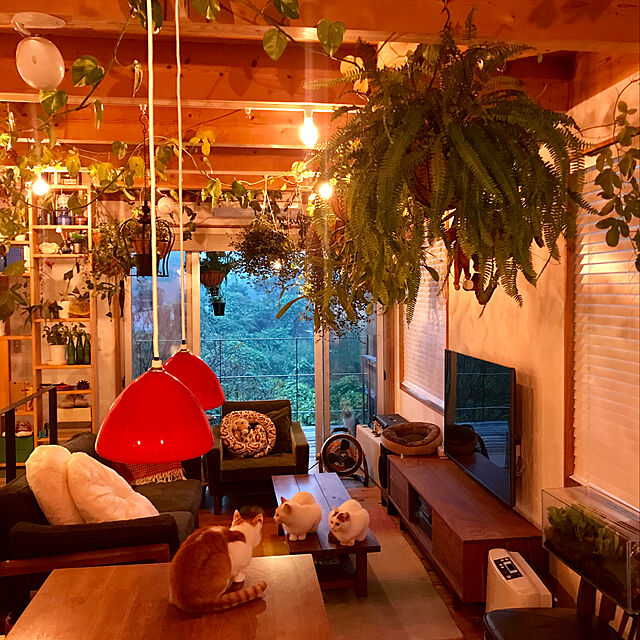 sakurasakuの-（観葉植物）シダ　ネフロレピス　ツデー　3号（1ポット）【HLS_DU】の家具・インテリア写真