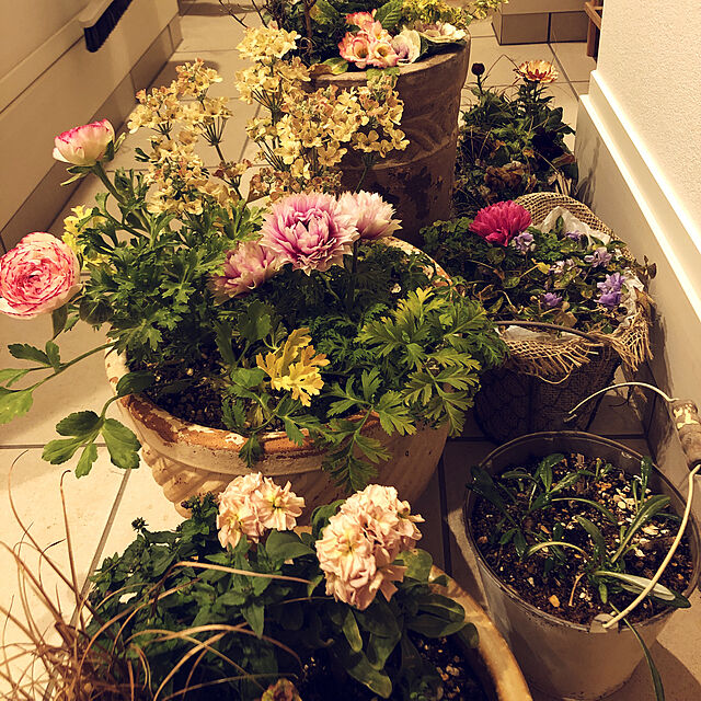 hagoの-ラナンキュラス「スプリンクル　ピンク」3.5寸ポット苗　花苗　花　球根　春の花の家具・インテリア写真