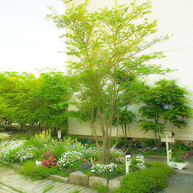 正規品直輸入】 エゴノキ 樹高0.8m前後 10.5cmポット えごのき 白い