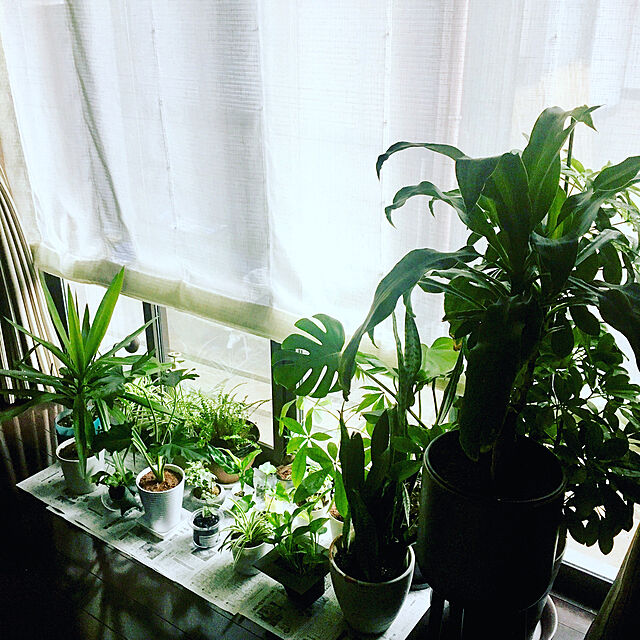 yujmの-観葉植物/ビカクシダ（コウモリラン）：ネザーランド3号ポットの家具・インテリア写真