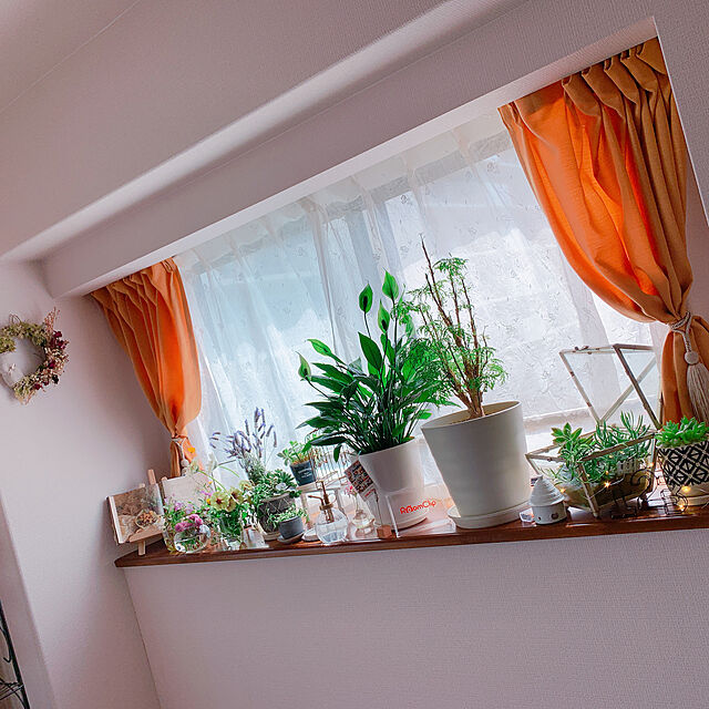 Tenの-観葉植物：スパティフィラム　ホワイト*BB2陶器鉢　丸い受皿付の家具・インテリア写真