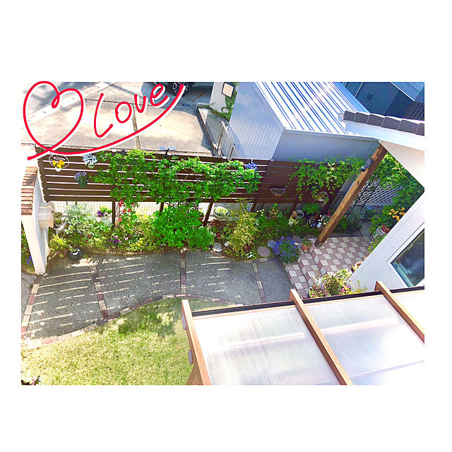 hinamamaの-草花の苗/ラナンキュラス：ラックス　ミネルバ3.5-4号ポットの家具・インテリア写真