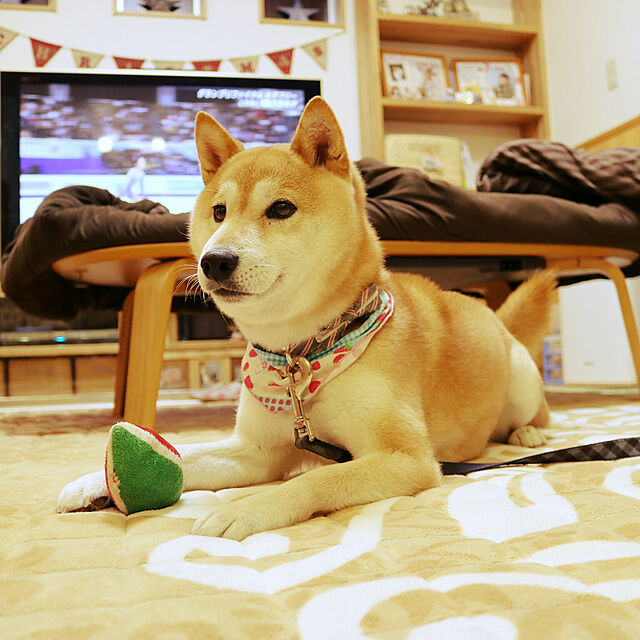 wakaba223の-【Dog Amo.k】犬の首輪　レターリボン Lサイズピンク／レッド/ブラックアモワークスの家具・インテリア写真