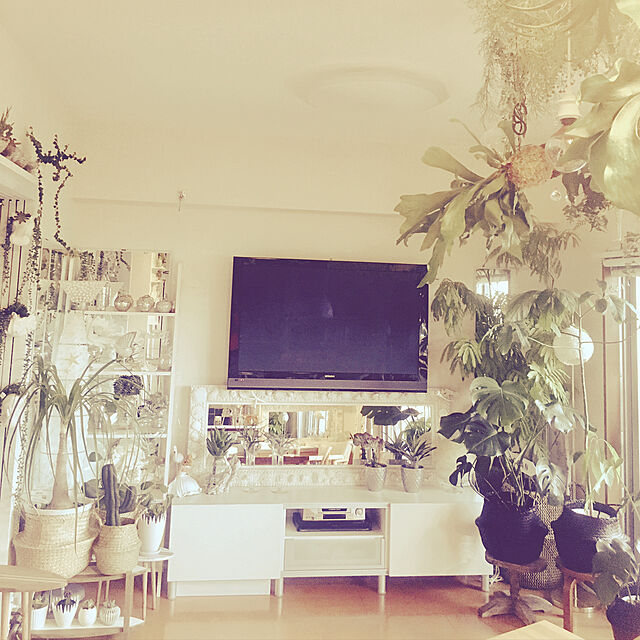 erikoの-観葉植物 ポニーテール(トックリラン) 中鉢(8号)の家具・インテリア写真