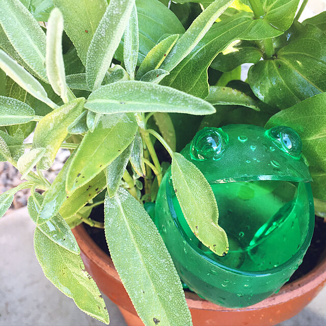 yuramiの-シューリッヒ：フロッギー グリーン 2個[容量約140mL 鉢花・観葉植物の自動給水器] ノーブランド品の家具・インテリア写真
