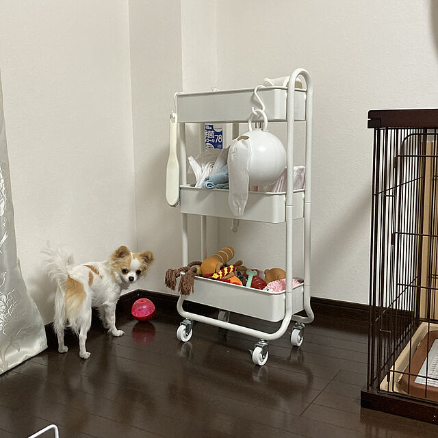 toratanのドギーマン-ドギーマン　みえる　ＩＱ　ステップボール　Ｓ　犬　犬用おもちゃ　知育の家具・インテリア写真