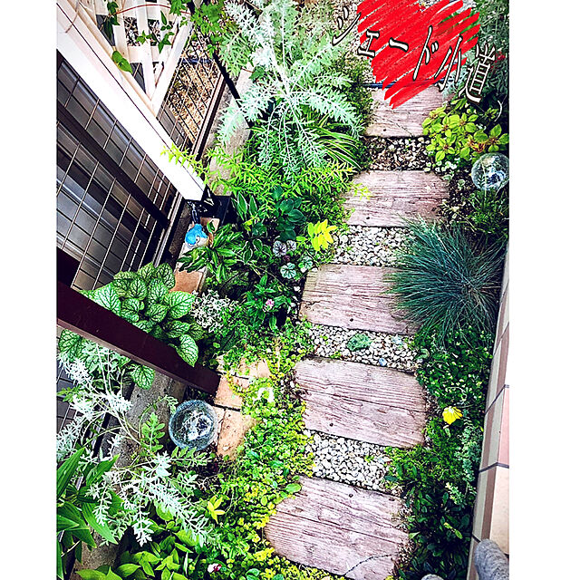 hinamamaの-バラの苗/バラに合う宿根草の苗：斑入カキドオシ（グレコマ）3号ポット 1株の家具・インテリア写真