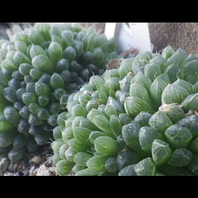 Plantexhibitionhallの-ハオルチア雫石 Haworthia.obtusa.cv.Truncata (育成苗)陶器鉢3号入りの家具・インテリア写真