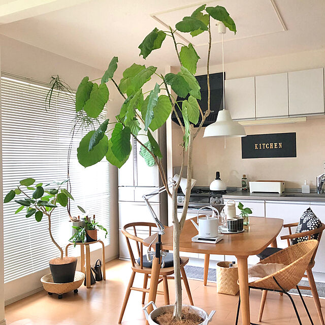eriのtidy-tidy プランタブル Plantable L 日本製 キャスター付き 鉢台 OT-668-101 ティディ アクトワークスの家具・インテリア写真