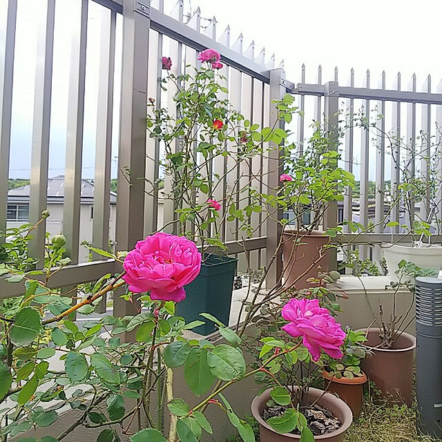 hiromimiの-【大苗】バラ苗 フッタカーシュリンローズ (R紫) 国産苗 6号鉢植え品《J-OC20》の家具・インテリア写真