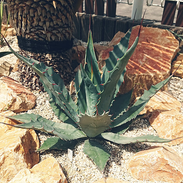 www アガベ ワコマヒー 大株 巨大株】アガベ ワコマヒー Agave 多肉植物 ウネリ 強棘
