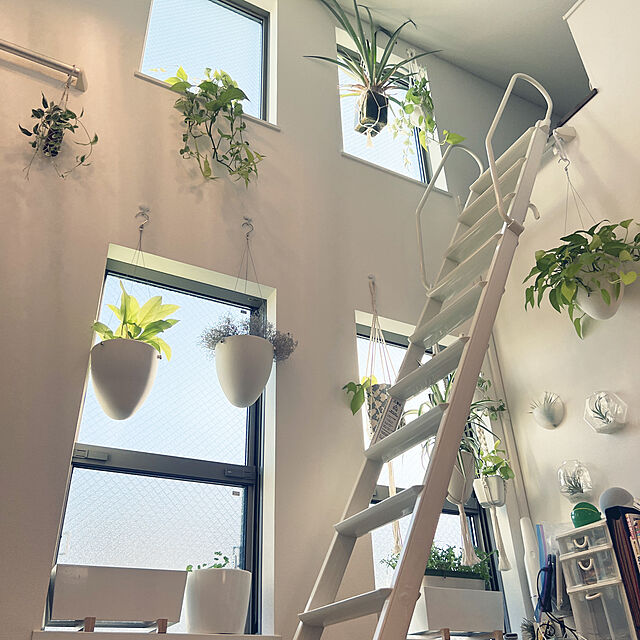 betty_ouchi-daisukiのPEPAXON-PEPAXON壁掛けガラスプランター水生植物テラリウム壁掛け水耕栽培用ハンギングプランター10個の家具・インテリア写真