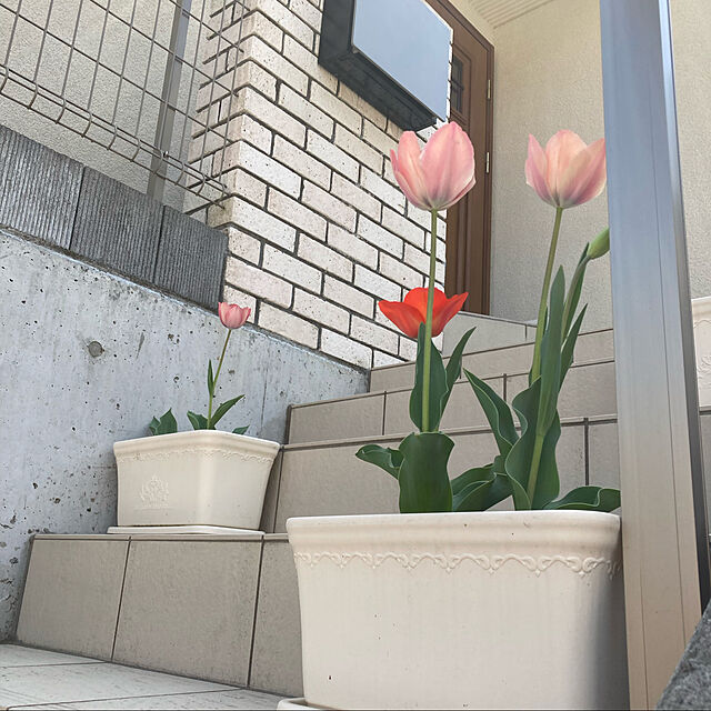 machyの-セシルプランター 420型【草花】【寄せ植え】【階段】【シンプル】【アップル】の家具・インテリア写真