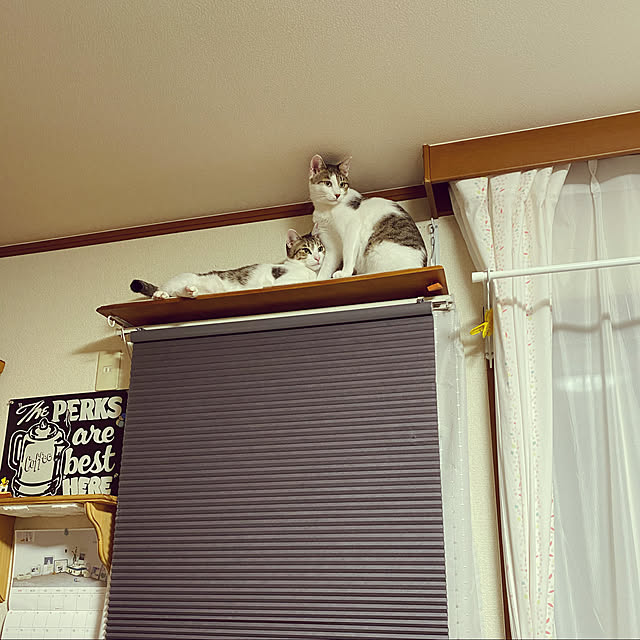 ポイント10倍】 IKEA HOPPVALS ホップヴァルス 80×155cm 4本セット