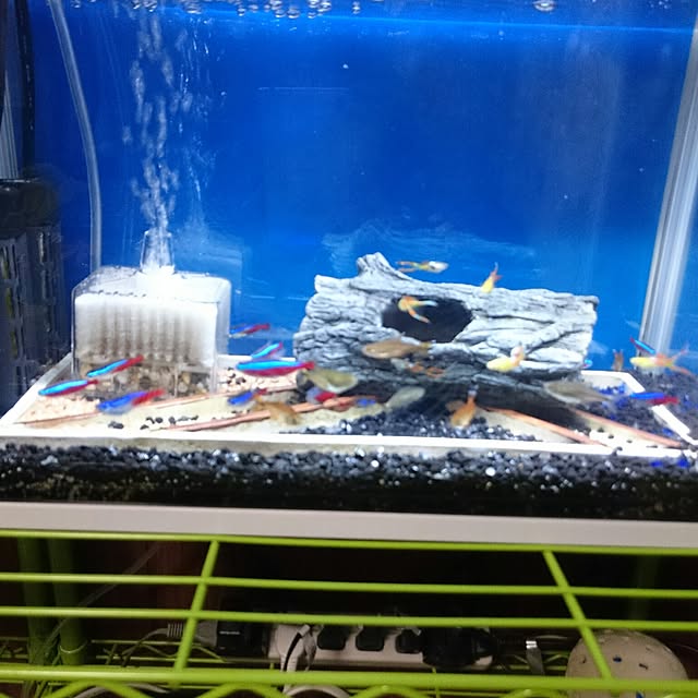 写真付きレビュー】GEX 本体 ロカボーイ S 〜39cm水槽用 投げ込み式
