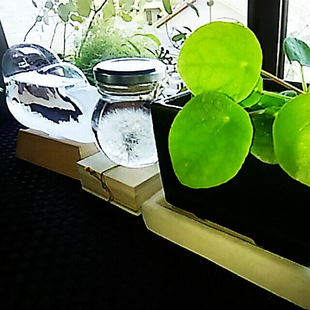 spinetailの-ペペロミア ジェイド 9cmポット 観葉植物 インテリア おしゃれの家具・インテリア写真