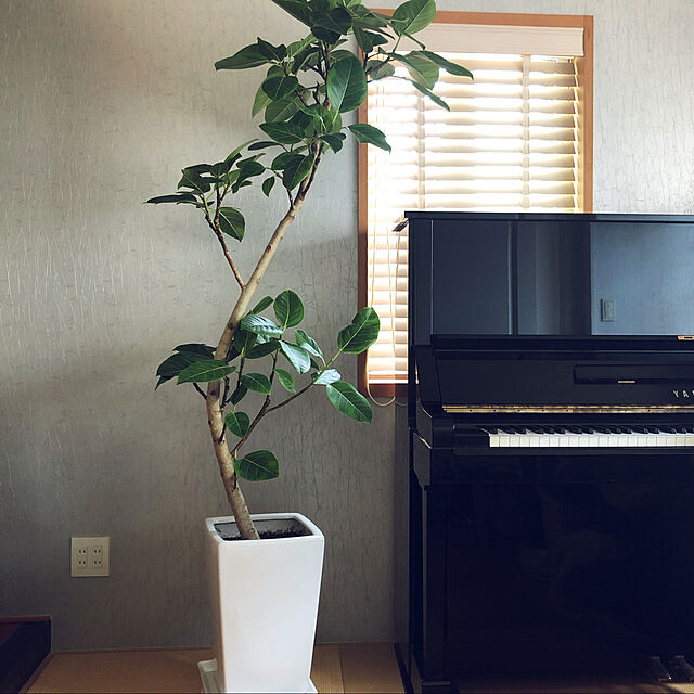 karikuruの-観葉植物　アルテシマゴムの木幹曲り10号　立て札、メッセージカード無料の家具・インテリア写真