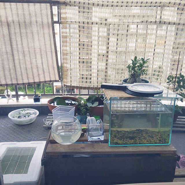 mi-saの-ガラスベース　バブルボール　Ｍ　１５ｃｍ　エアプランツ　多肉植物　ティランジア　ガラスの家具・インテリア写真
