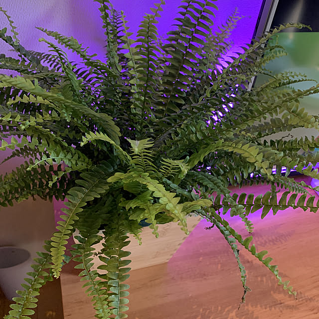 写真付きレビュー プランチュ 観葉植物 シダ ネフロレピス モンタナ 5号吊り鉢 育て方説明書付き Nephrolepis Exaltata Montana ボストンファーン ボストンファンの通販商品 口コミ情報 Roomclipショッピング