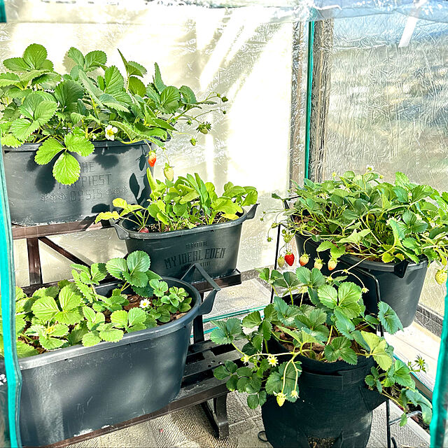 ikkaのグリーンライフ-グリーンライフ ビニール温室 植物を寒さや霜から守ります 4入 71×111×96cm BO-007H(L)の家具・インテリア写真
