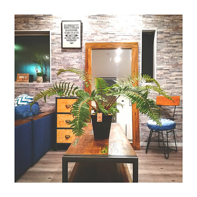 marcy_6.1の-多肉植物 / ユーフォルビア・オンコクラーダ （ おしゃれ 観葉植物 /珍しい姿/小さめ/コンクリPot）の家具・インテリア写真