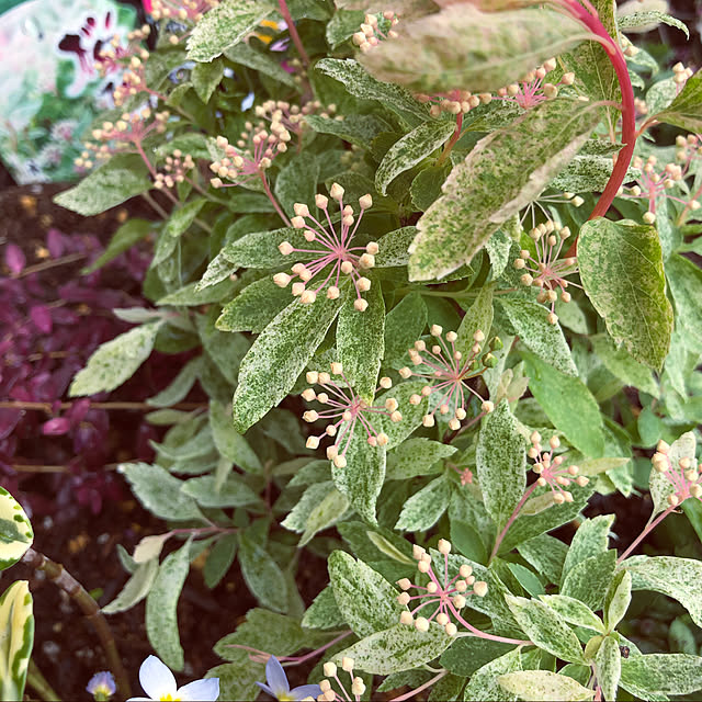 写真付きレビュー 斑入りコデマリ ピンクアイス 桜でまり 3 5号ポット苗 C13 の通販商品 口コミ情報 Roomclipショッピング