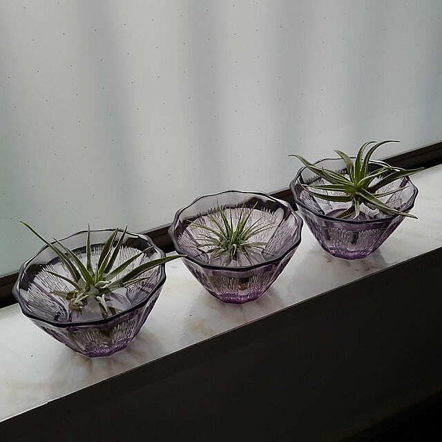 Renの-選べる3種 エアプランツ 観葉植物　Sサイズ ミニ 植物 チランジア エアープランツの家具・インテリア写真