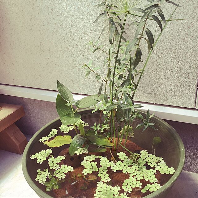 maruの-（ビオトープ）水辺植物　ハンゲショウ（1ポット）　抽水植物【HLS_DU】の家具・インテリア写真