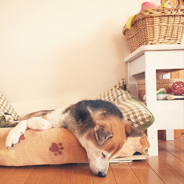 tomomi_kuranのファンタジーワールド-ファンタジーワールド ファンタジスタ オーバルタイプ アイボリー 大型犬用 L サイズの家具・インテリア写真