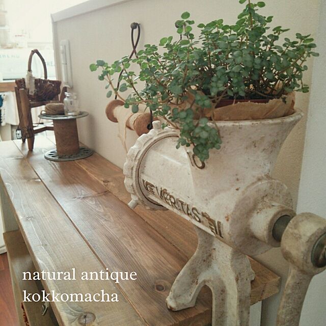 kokkomachaの-ピレア グラウカ（観葉植物・ミニ観葉）の家具・インテリア写真