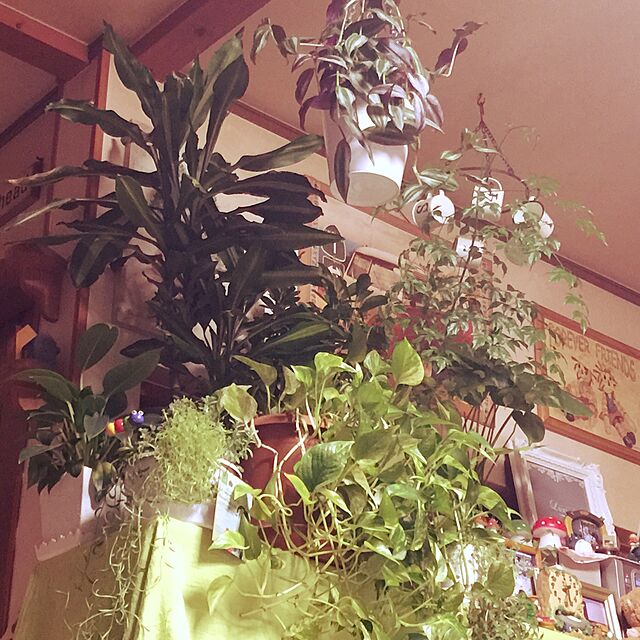 ichigonohanaの花のギフト社-観葉植物 パキラ ナチュラルバスケット 7号鉢 インテリア グリーンの家具・インテリア写真