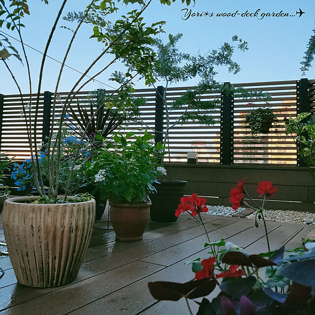 yoriの-花木 庭木の苗/アカシア：ギンヨウ（銀葉）アカシア4号ポットの家具・インテリア写真