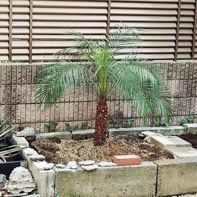 NAOKIのMAKIMO PLANT-フェニックス・ロべレニー 8号の家具・インテリア写真