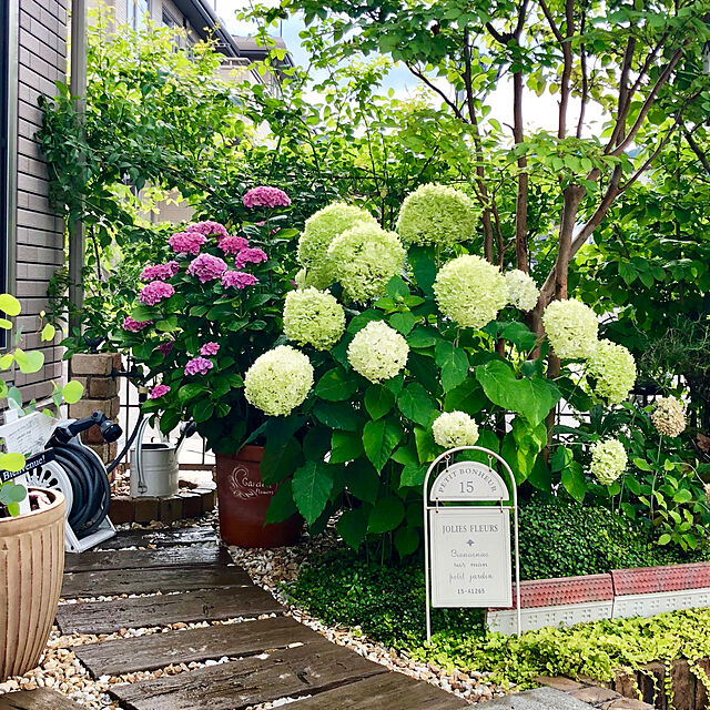 UNI.mamaの-【開花株】アジサイ　アナベル 　5号鉢植え【23年入荷株】の家具・インテリア写真