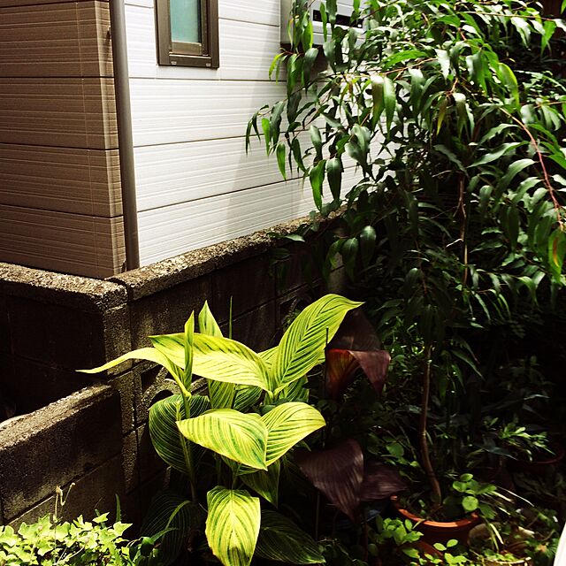 greenの-（観葉植物）カンナ オーストラリア ４号（１ポット） 北海道冬季発送不可の家具・インテリア写真