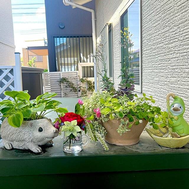 hinamamaのGet! Plants-ギボウシ ゴールデンティアラ 10.5ｃｍポット ホスタ hostaの家具・インテリア写真