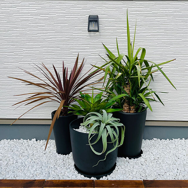 assa.takayukiの-観葉植物 本物 ユッカ・エレファンティペス 7号鉢 【ラスターポット（白）鉢カバー付】の家具・インテリア写真