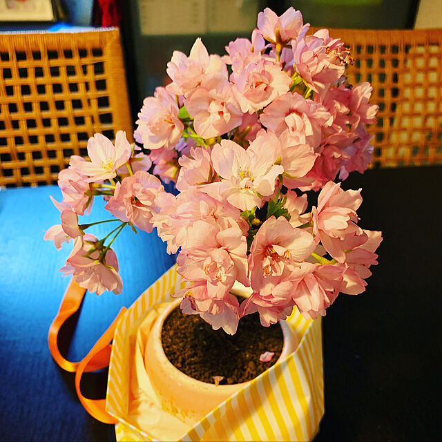DEPPA55の-母の日ギフト 2024おすすめ：母の日開花桜＆どら焼きセット*プレゼント鉢植え 鉢花スイーツ花 さくらbonsaiの家具・インテリア写真