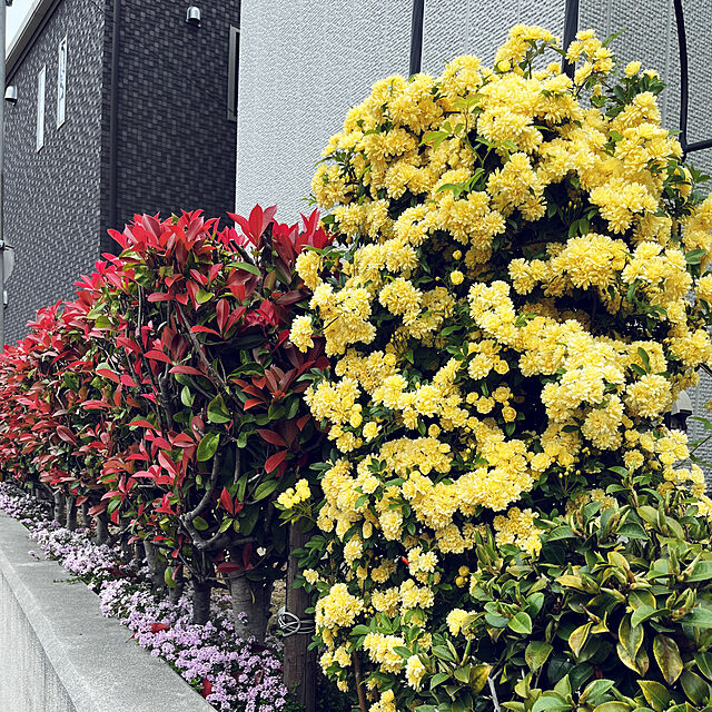 yukarin-gardenの-バラ 苗 モッコウバラ 黄花 3.5号  木香薔薇 ツルバラ 240220の家具・インテリア写真
