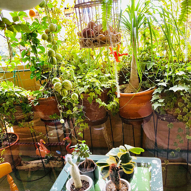 erikoの-観葉植物　多肉植物　選べる：ホヤ*カルノーサ　ハートホヤ　リップカラー　陶器鉢　ほや　飾りヤシの家具・インテリア写真