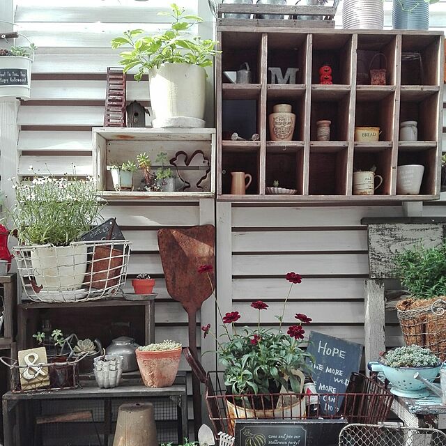 kokkomachaの-■新鮮花壇苗■チョコレートコスモスチョカモカ10．5cmポット苗の家具・インテリア写真