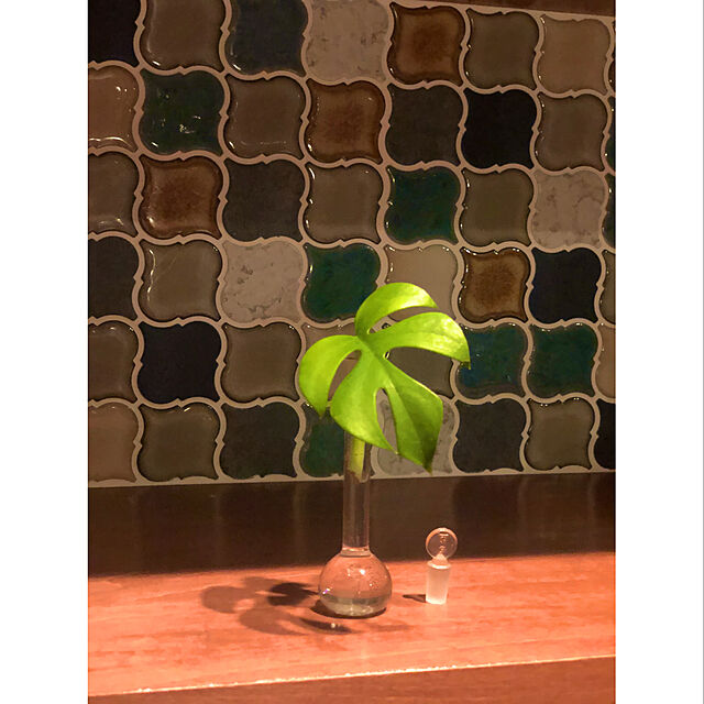 Komiyaの-（観葉植物）ヒメモンステラ　3号（1ポット）【HLS_DU】の家具・インテリア写真