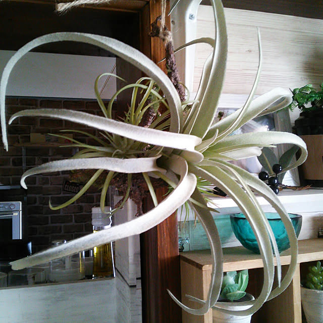 光触媒 人工観葉植物 ウォールグリーン フェイクグリーン 壁掛け 