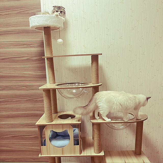 Maiの-キャットタワー 木製 据え置き 猫タワー おしゃれ 猫ハウス 爪とぎ ポール キャットツリー 透明ボウル 猫の部屋 階段付き ラウンドトップ 安定 運動不足解消 多頭の家具・インテリア写真