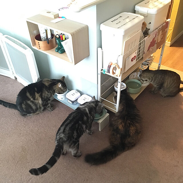 mikomaruの-グルーミング 猫 ブラシ ピロコーム やわらかめ 短毛用 E1 ねこ ブラッシングの家具・インテリア写真