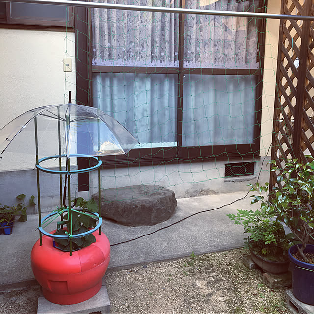 写真付きレビュー 協和 ミニトマトの種付き ホームハイポニカ 601 トマト型の水耕栽培 セット トマト ミニトマト プチトマト きゅうり ナスなど果菜 スポンジ 肥料 おまけ付き 水耕栽培キットポット 種 水耕栽培器 液肥の通販商品 口コミ情報 Roomclipショッピング